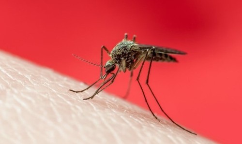 Трансгенным комарам предстоит крупная операция