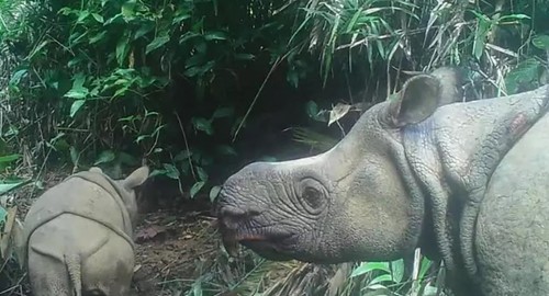 Ученые нашли двух детенышей Яванского носорога. Их осталось всего 74 особи