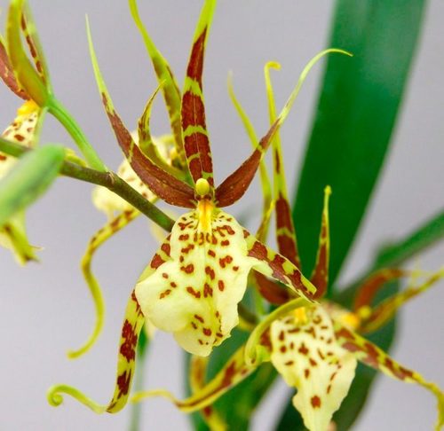 Брассия (орхидея-паук): выращивание, посадка и уход
