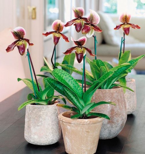 Орхидея пафиопедилум: выращивание, посадка и уход