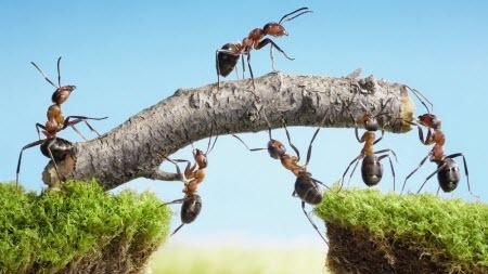 В чем секрет силы муравья