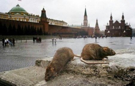 Кремлёвская "игра в крысу" или пора чинить телефоны...
