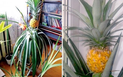 Как вырастить ананас в домашних условиях?