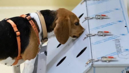 Собаки, які винюхують коронавірус, конкурують за ефективністю з тестами