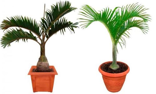 Пальмы: Гиофорба — бутылочная пальма