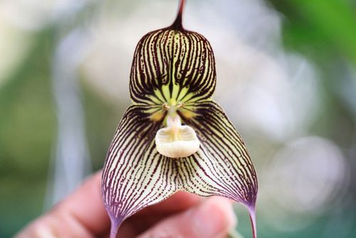 Орхидея: Орхидея Дракула (обезьянья)