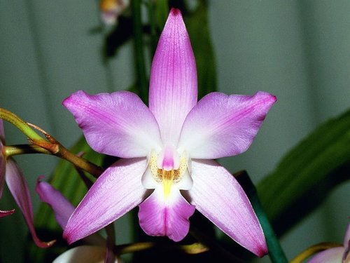 Орхидея: Орхидея Лелия