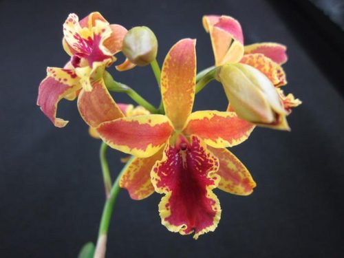 Орхидея: Эпидендрум