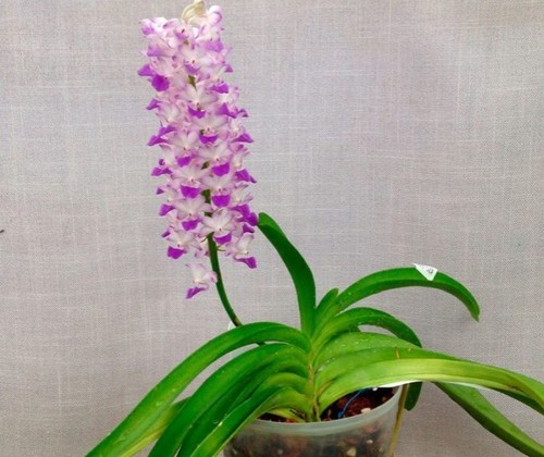 Орхидея: Ринхостилис