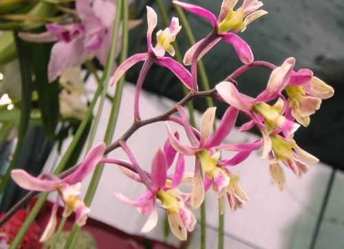 Орхидея: Энциклия