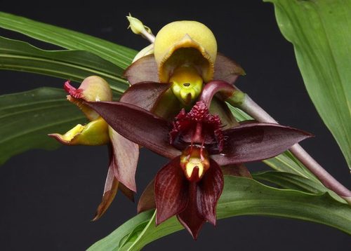 Орхидея: Катасетум