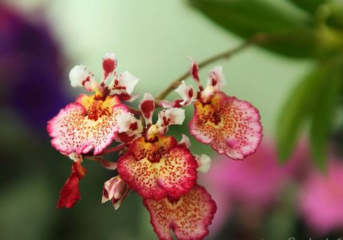 Орхидея: Толумния - Новости Спектр