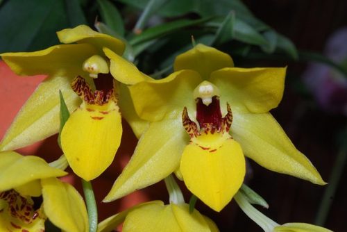Орхидея: Променея