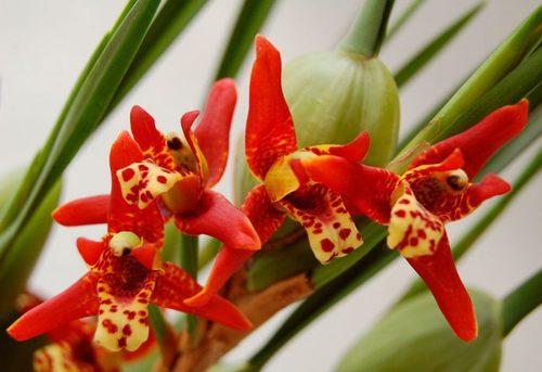 Орхидея: Максиллярия