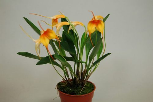 Орхидея: Масдеваллия