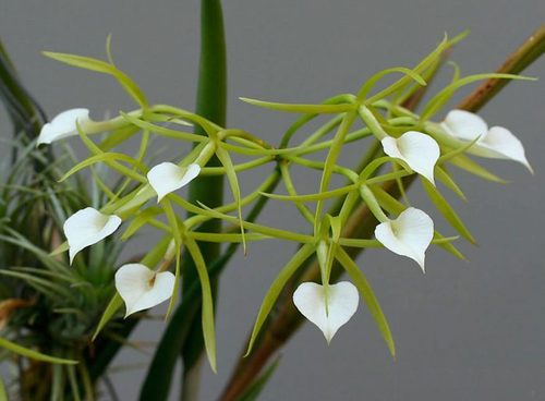 Орхидея: Брассавола