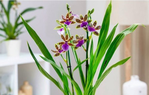 Орхидея: Зигопеталум