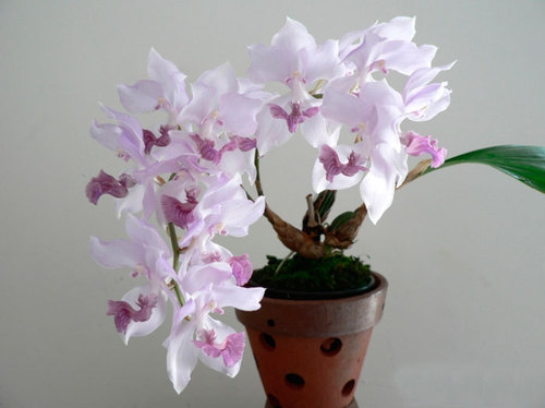 Орхидея: Аганизия