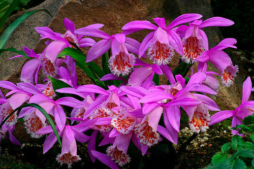 Орхидея: Плейоне
