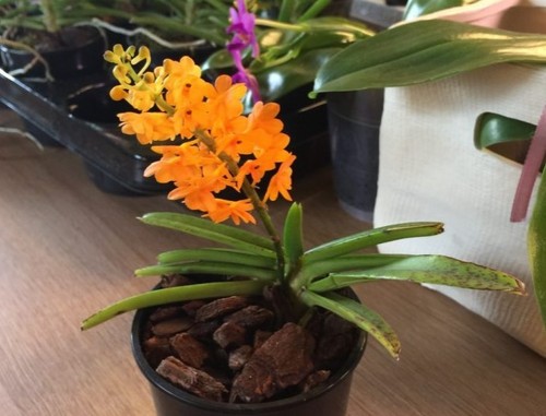 Орхидея: Аскоцентрум