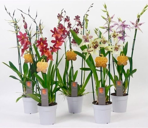 Орхидея: Камбрия
