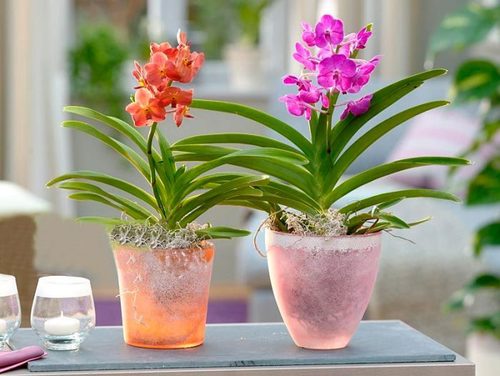 Орхидея: Аскоценда