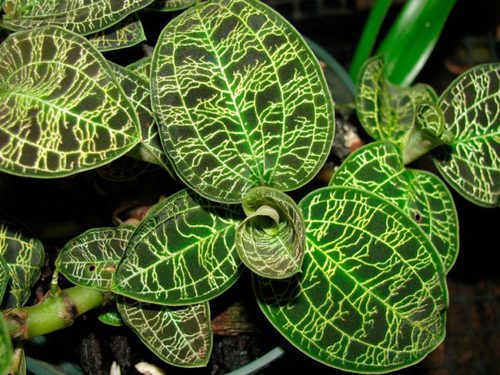 Орхидея: Макодес петола