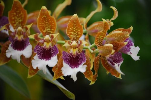 Орхидея: Одонтоглоссум