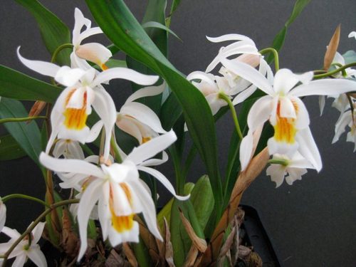 Орхидея: Целогина