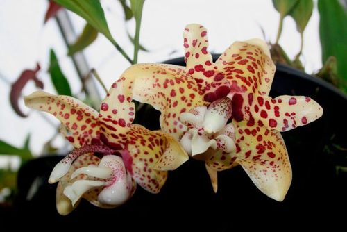 Орхидея: Стангопея