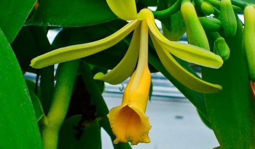Орхидея: Ванильная