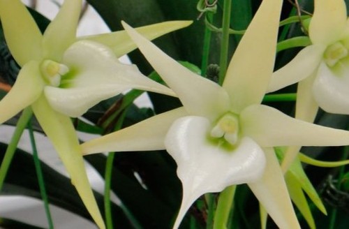 Орхидея: Ангрекум