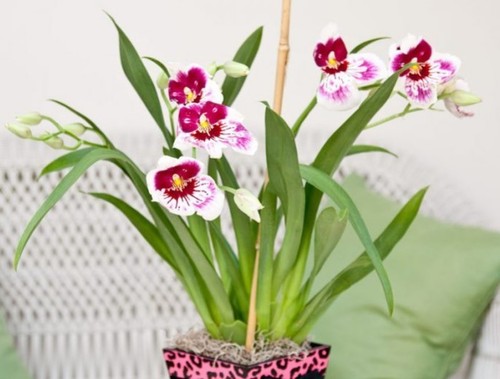 Орхидея: Мильтония