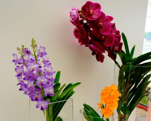 Орхидея: Ванда