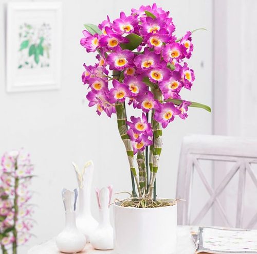 Орхидея: Дендробиум