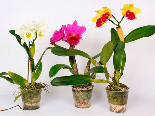 Орхидея: Каттлея