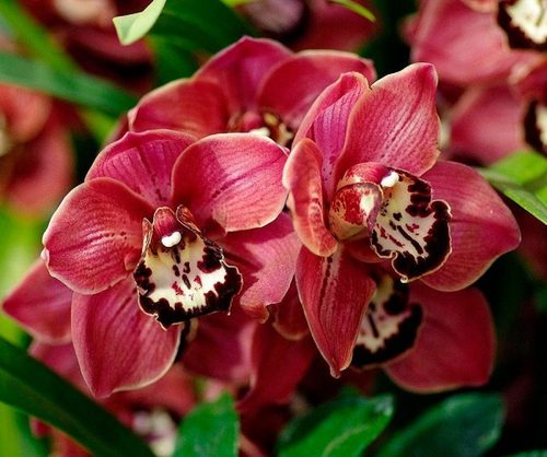 Орхидея: Цимбидиум