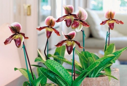 Орхидея: Пафиопедилум