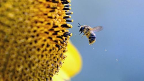 Ученые нашли способ как управлять пчелами, повышая урожай