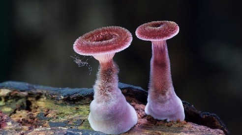 О чем думают грибы?