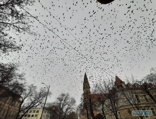  Над Одессой летают тысячи птиц