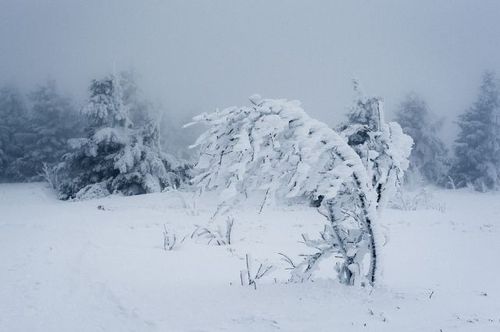 Харьков в ожидании циклона: снег и метели