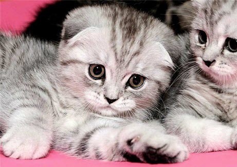 Интересные мифы и факты о кошках 