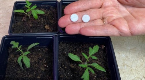 Всего две таблетки на один литр воды для рассады томатов для мощных корней