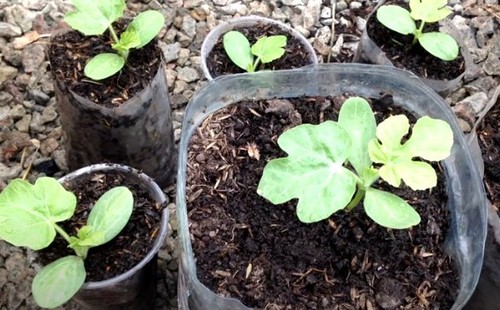 Секреты выращивания арбузов / Как вырастить здоровую рассаду