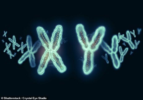 Женщины могут жить дольше, чем мужчины, из-за токсичных эффектов Y-хромосомы