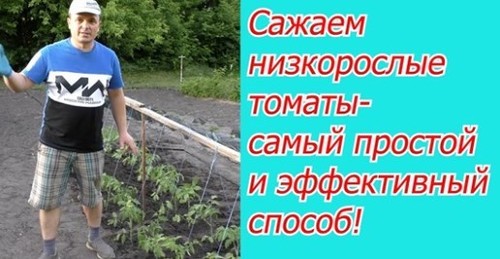Что обязательно нужно сделать при высадке томатов на огороде