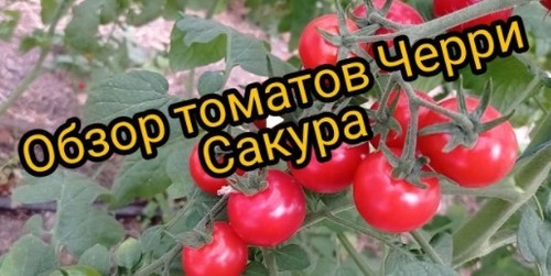 Выращиваем сами и всем советую- черри томат Сакура
