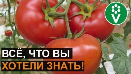 САМОЕ ВАЖНОЕ о выращивании томатов. Ответы на самые популярные вопросы