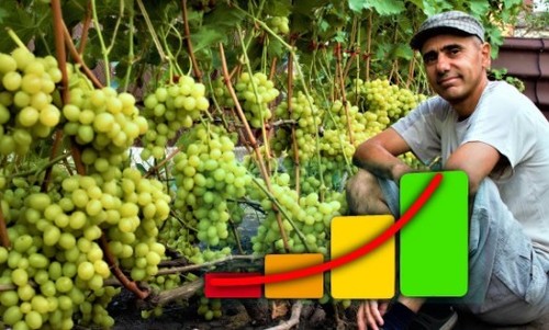 Как повысить урожайность винограда